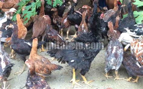 8 Tips Cara Memelihara Ayam Kampung Ayam Buras Yang Benar Dan