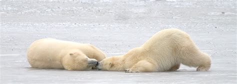 White Mountain Photography News International Polar Bear Day