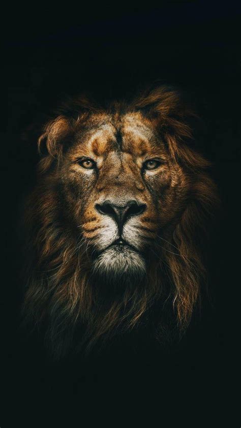 Lion Iphone 7 Wallpapers Top Free Lion Iphone 7 Backgrounds