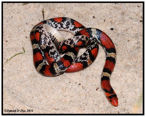 Scarlet Snake Cemophora Coccinea Copei Photo Daniel D Dye Photos