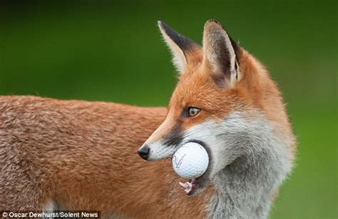 cheeky fox poaches golfers balls from course daily mail online