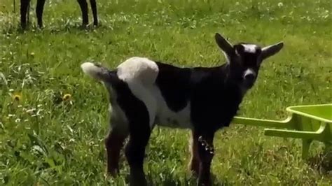 Cabras Enanas Small Goats Youtube