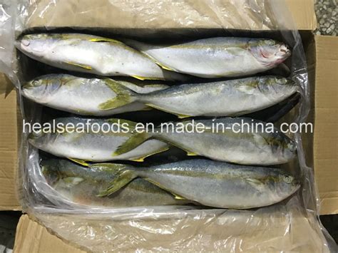 seafood frozen yellow tail scad 500 700g china price supplier 21food