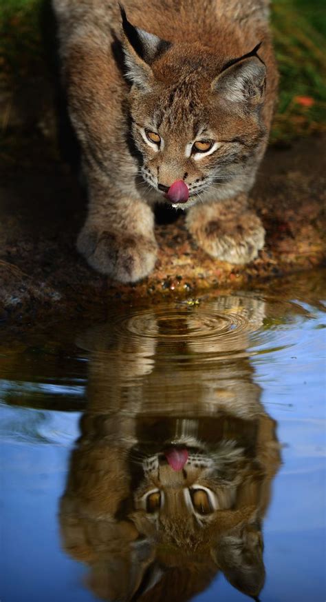 Maybe you would like to learn more about one of these? GALLERY: Highland wildlife park introduces Lynx kittens to ...