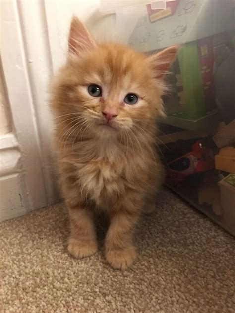 One Fluffy Male Left Ginger Kittens Males And Female Long And Short