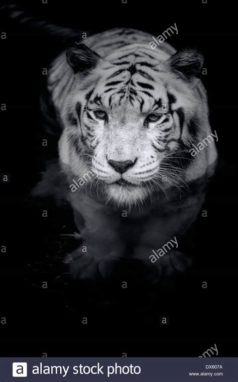 Tigre blanc Banque de photographies et dimages à haute résolution Alamy