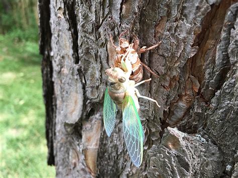 Welcome To 2020 Zombie Cicadas Are They In Michigan