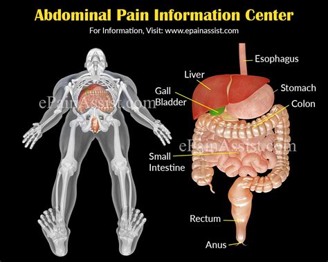 Abdominal Pain Stomach Ache Information Centerabdominal