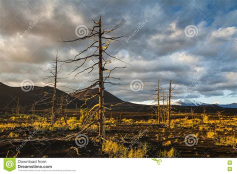 Lifeless Trees In The Dead Forest Stock Photo Image Of Mountain
