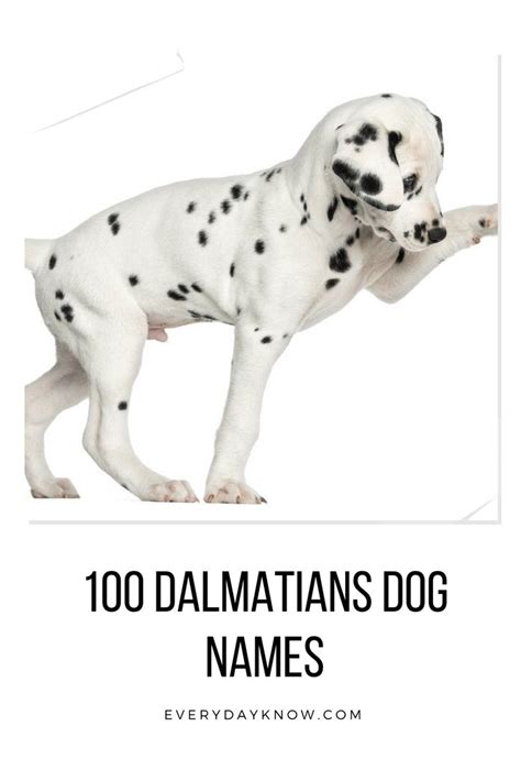 dalmatians dog names dalmatian dogs dog names cute dog names boy