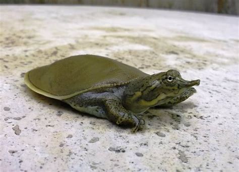 Collection for asian food markets and habitat destruction is to blame. FreshMarine.com - Spiny Soft Shelled Turtle - Apalone ...