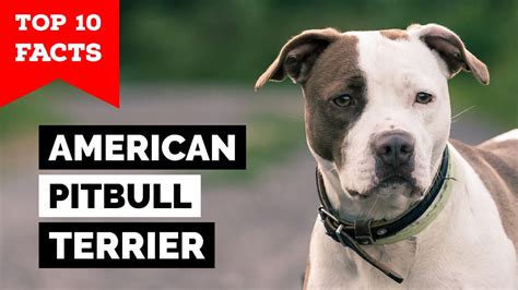 American Pitbull Terrier Top 10 Facts Youtube
