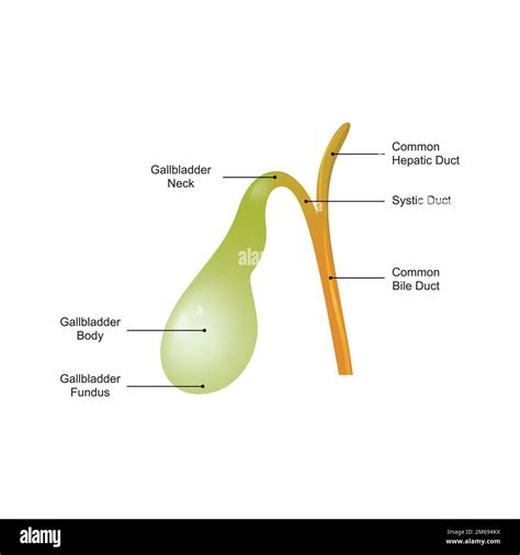 Scientific Designing Of Gallbladder Anatomy Vector Illustration Stock
