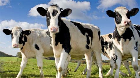 10 Facts About Cows The Best Accommodations