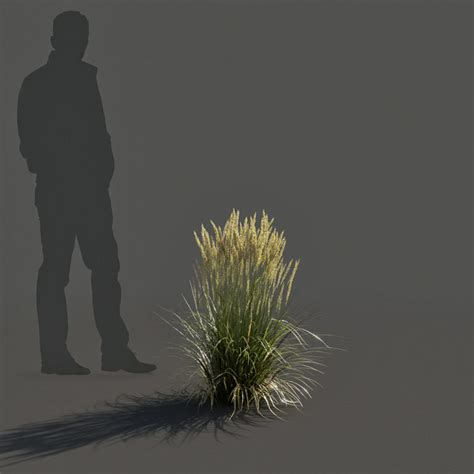 Feather Reed Grass 3d Model Gamma 22