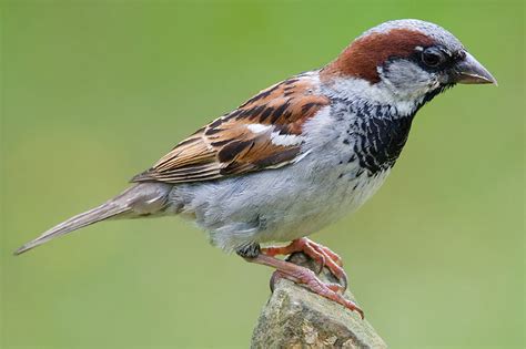 Wenn du gute brummi maennchen tests suchst, findest du diese zum beispiel bei der stiftung warentest online oder test.de. Stunde der Gartenvögel: Ergebnisse 2009 - NABU