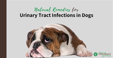 Dog Urinary Tract Infections Symptoms Treatment And Natural Home Remedies