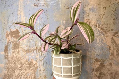 Trova tantissime idee per piante pendenti. Come coltivare la Tradescantia in appartamento - I ...