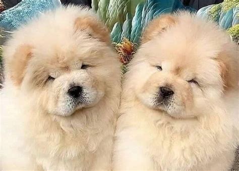 White Chow Chow Pictures Appearance Temperament Cost Chow Chow