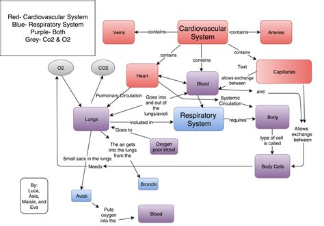 Concept Map Of The Circulatory System Map Of World