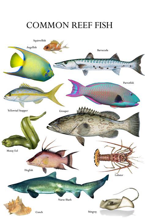 Florida Keys Reef Fish Identifier