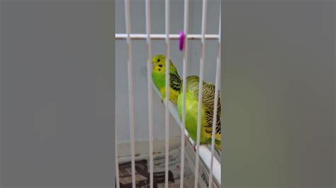 Amazing Budgies Singing And Chirping Budgie Sound For Lonely Birds Make