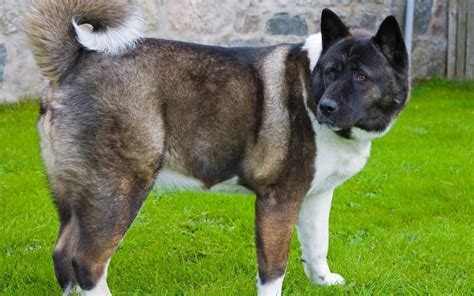 Choisir le bon chien de race, pour vous et votre famille peut être une tâche épuisante. Akita Américain : caractère, origine, prix, éducation et ...