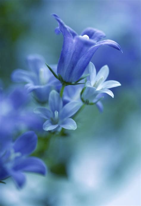 Gorgeous Light Blue Flowers Plants Beautiful Flowers