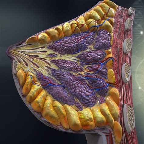 女性の乳房の解剖学3dモデル turbosquid 967034