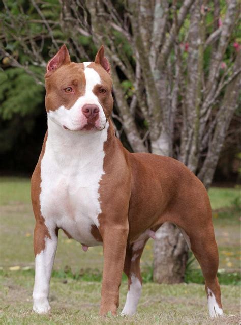 The american pit bull terrier (apbt) has a strong desire to please. American pit bull terrier- american pit bull terrier ...