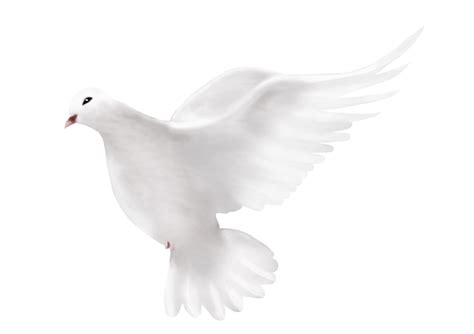 Dove Png Dove Transparent Background Freeiconspng