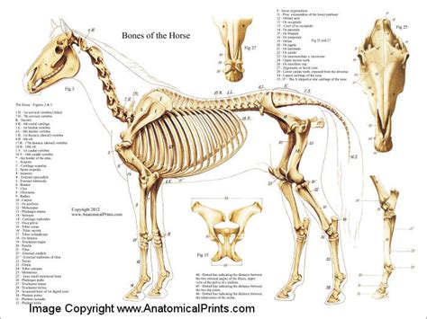 Horse Skeletal Anatomy Poster