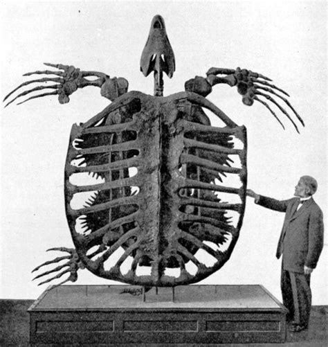 Fossil Skeleton Of Archelon A Giant Cretaceous Turtle Found In The