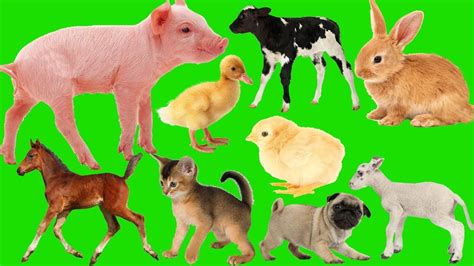 Animals Farm Baby Find Mom Animals Farm Name And Sounds For Children