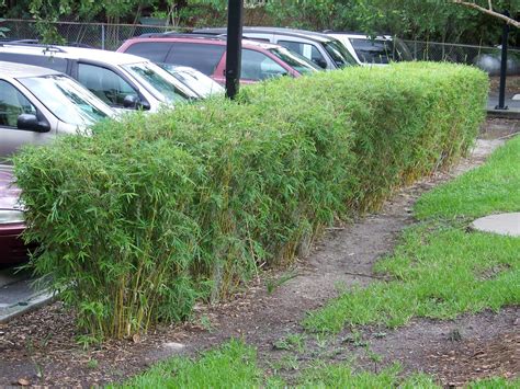 One of the best hedging bamboos due to dense, uniform foliage. Las Aventuras: Golden Goddess Bamboo