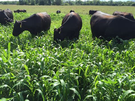 Slump Busters Summer Forage Pinch Hitters Ohio Beef Cattle Letter