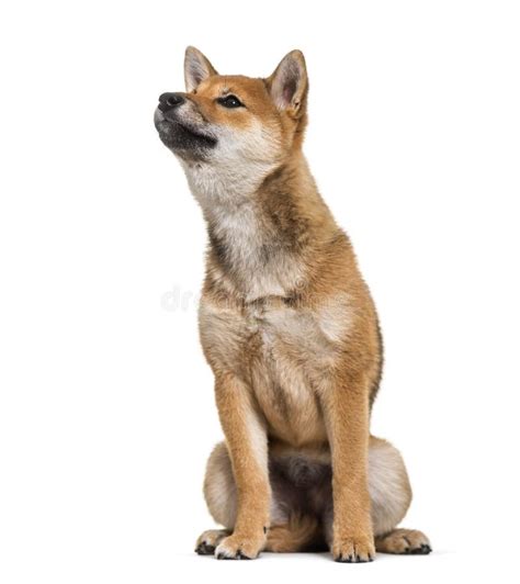 Shiba Inu Dog Sitting Against White Background Stock Photo Image Of