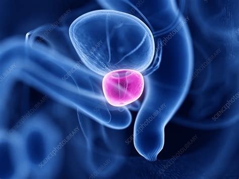Prostate Illustration Stock Image F Science Photo Library