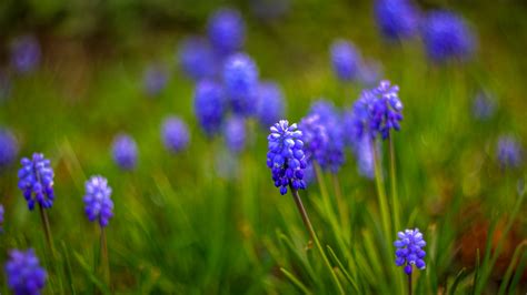 muscari hd wallpapers backgrounds
