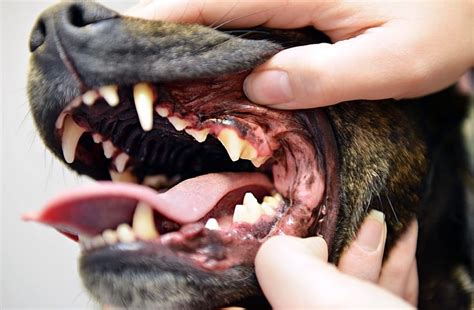 How Do You Check A Dogs Teeth
