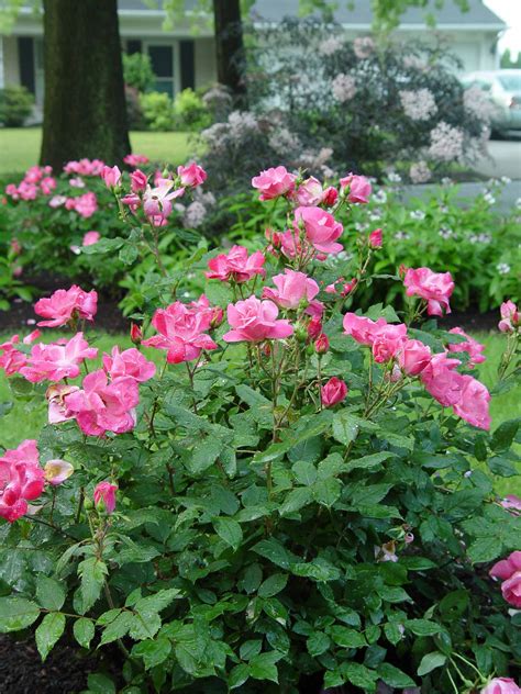 Posted by jacqueline in garden building & decoration, plants & flowers in norwich. Garden Housecalls - Rose Pink Knock Out(R)