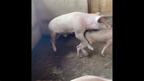 Pig Sow Boar Mating Behaviors Youtube