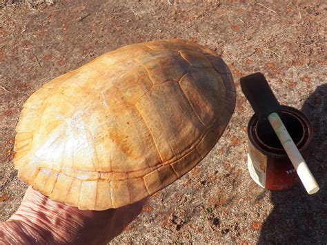 Feb 13, 2016 · snip the nails with your wire cutters. My Backyard: Indian VooDoo Turtle Shell Florida War Wind Chime