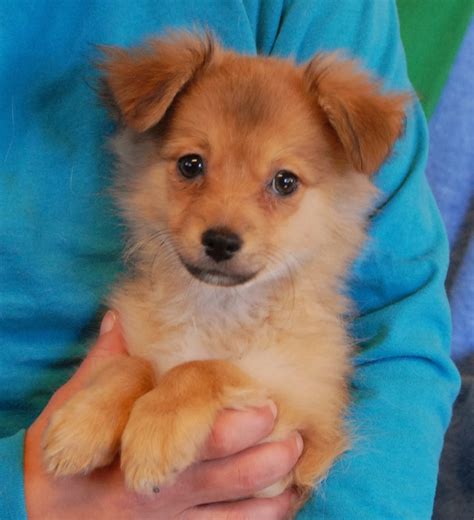Click here to view dogs in alaska for adoption. Janis's Puppies debut for adoption today!