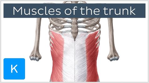 Wikimedia commons has media related to muscles of the human torso. Muscles of the Trunk (preview) - Human Anatomy | Kenhub - YouTube