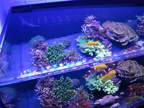 No wants to have a dull aquarium with no fancy lights on it. 10 مراحل پیگیری برای یک تانک ریف موفق • آکواریوم چراغ ...