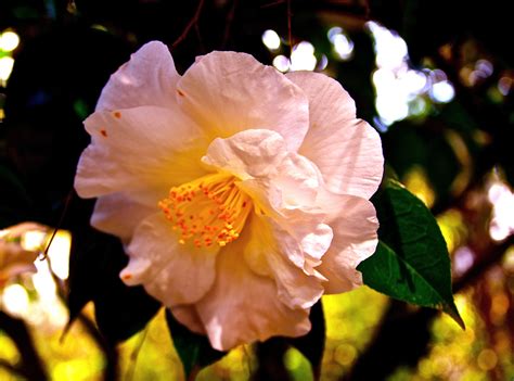 Albuquerque las cruces ruidoso santa fe taos. Bush Park, Salem Oregon Rose Garden. picture by Evnika G ...