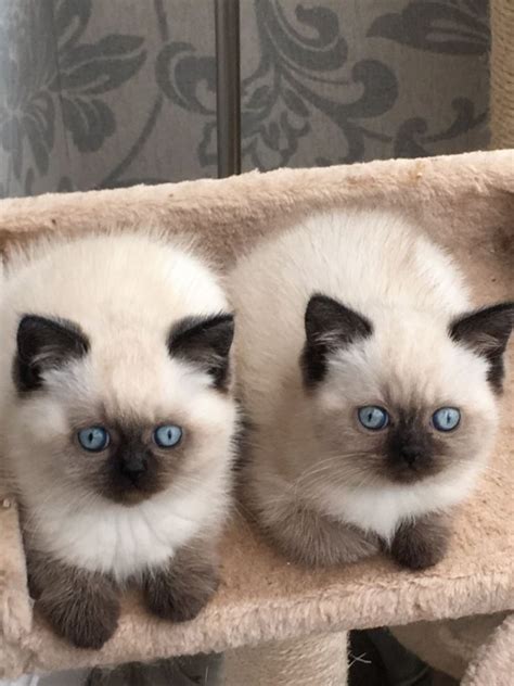 Get a ragdoll, bengal, siamese and more on kijiji, canada's #1 local classifieds. Purebred Teacup Persian Purebred Teacup Persian kittens Offer