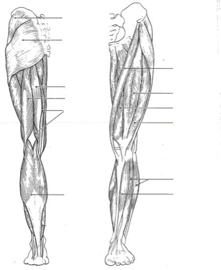 Hip Muscles Diagram / Muscles of the hips and thighs | Human Anatomy