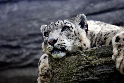 Snow Leopard Hd Wallpaperhd Animals Wallpapers4k Wallpapersimages